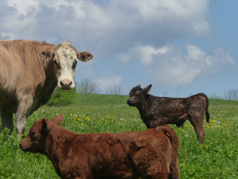 What is cuter than new born calves in the Spring.