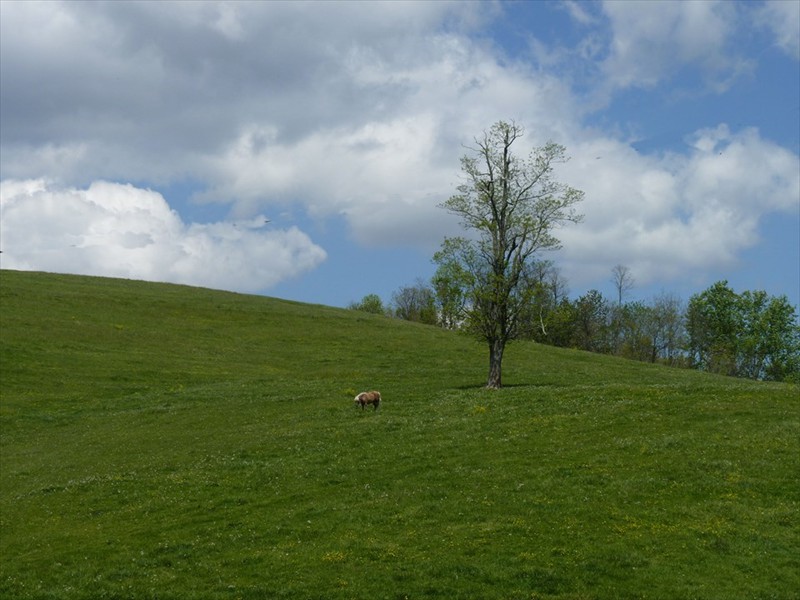 This horse has plenty of pasture.