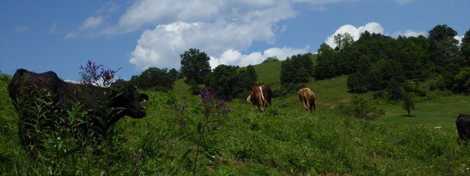 Livestock along Liverpool Road