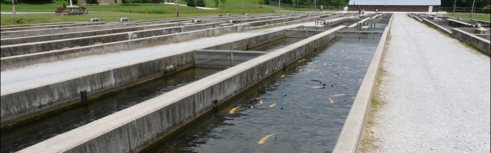 Reeds Creek Fish Hatchery